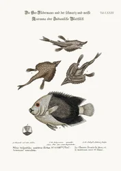 Der See-Fledermaus und der Pyed Acarauna, 1749-73